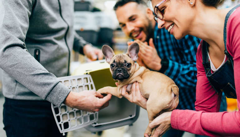 Pet Transport Services A Complete Guide To Relocate Your Pets
